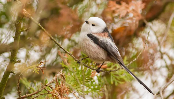 Long Tailed Tit Aegithalos Caudatus Autumn Morning Forest Beautiful Little — ストック写真