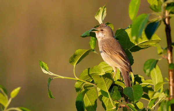 Common Whitethroat Sylvia Communis Bird Sits Branches Bush Lit Rays — Stock Photo, Image