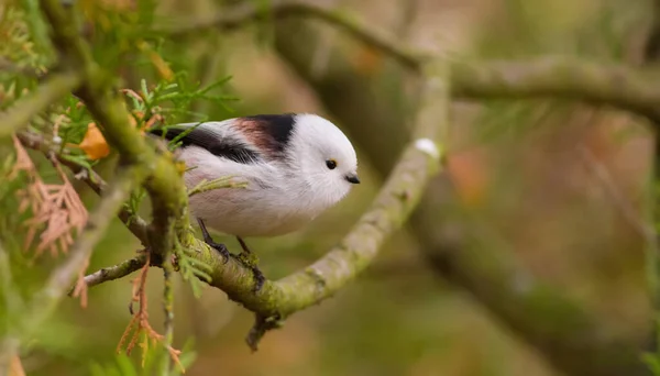 Long Tailed Tit Aegithalos Caudatus Autumn Morning Forest Beautiful Little — Stockfoto