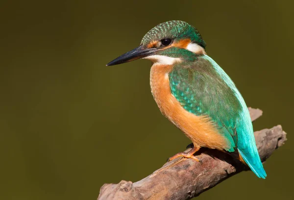 Common Kingfisher Alcedo Tomhle Detailní Portrét Ptáka Ranním Slunci Pták — Stock fotografie