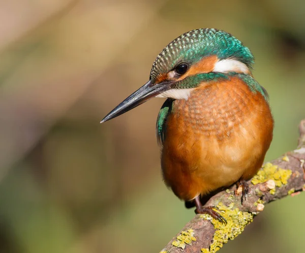 Common Kingfisher Alcedo Här Närbild Porträtt Fågel Morgonsolen Fågel Sitter — Stockfoto