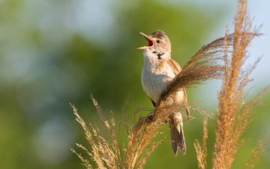Büyük sazlık bülbülü, Acrocephalus arundinaceus. Sabah güneşi, nehrin kıyısındaki sazlıkların tepesinde oturan öten kuşu hoş bir şekilde aydınlatır..