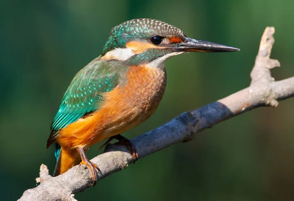 Obyčejný Ledňáček Alcedo Mladý Pták Sedí Větvi Nad Vodou Čeká — Stock fotografie