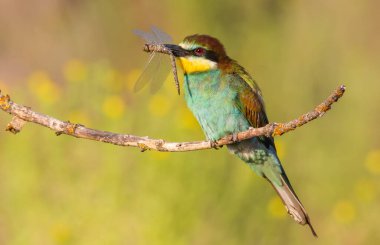 Arı yiyici, merops apiaster. Avrasya 'nın en renkli kuşu. Kuş avı yakaladı.