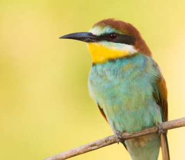 Avrupalı arı yiyici, Merops apiaster. Yaygın bir arı yiyici. Yakın plan.