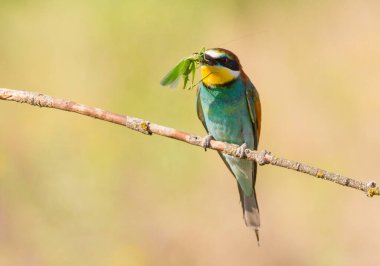 Arı yiyici, merops apiaster. Avrasya 'nın en renkli kuşu. Kuş avı yakaladı.