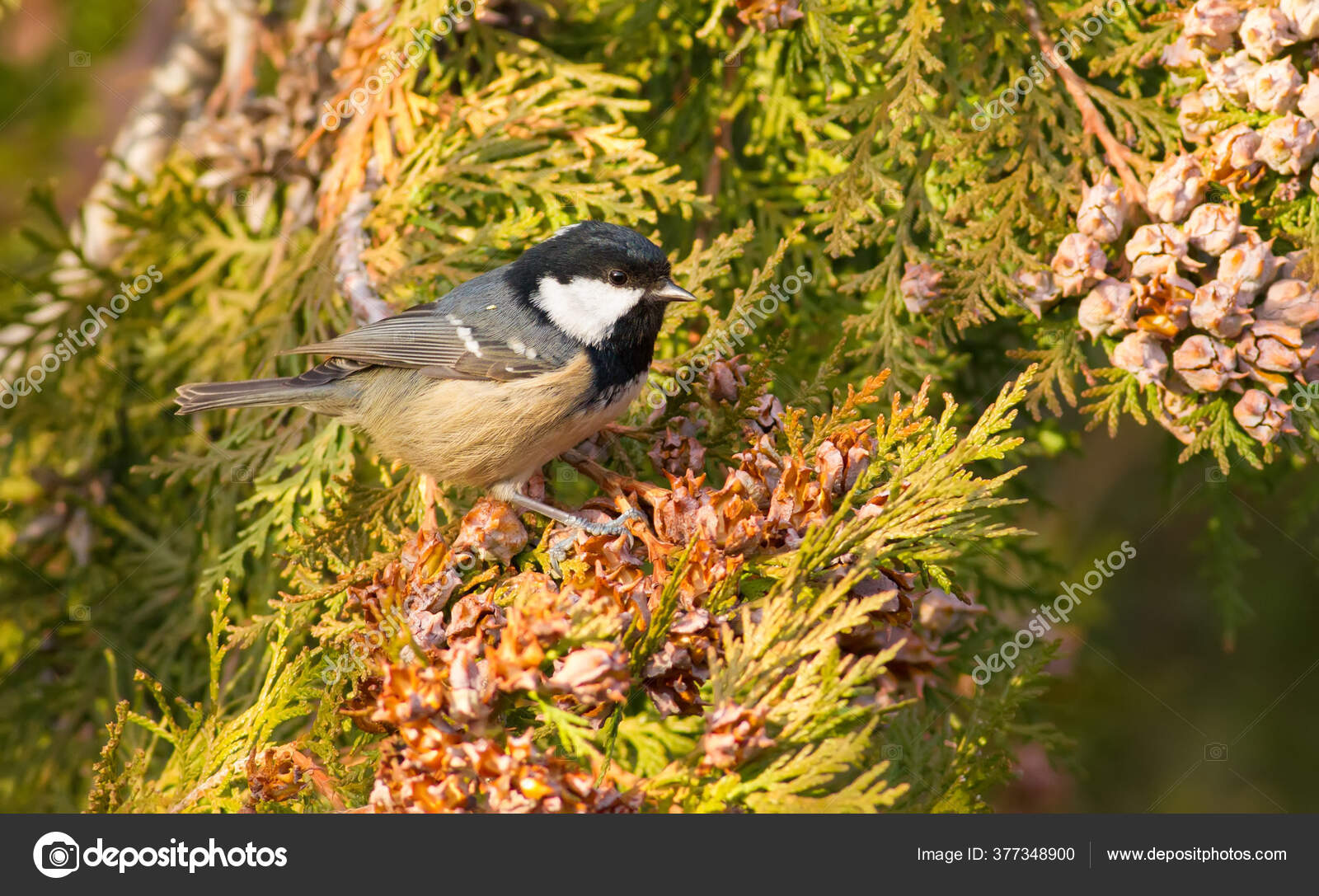 Coal Tit Periparus Ater Bird Moves Branches Thuja Eats Seeds Stok Foto C Yuriybalagula 377348900