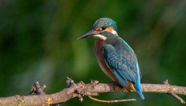 Ortak balıkçı, Alcedo bu işte. Kuş suyun üstünde bir dalda oturmuş balık bekliyor.