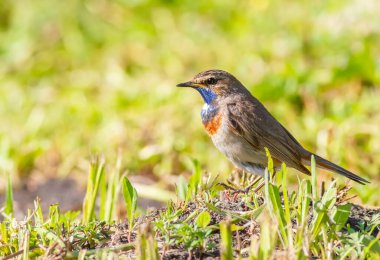 Bluethroat, Luscinia svecica. Erkek bir kuş çimenlerde yiyecek arıyor.