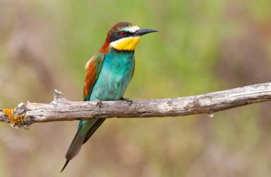 Avrupalı arı yiyici, merops apiaster. Bir sabah kuşu kuru bir dala oturur. Kuş, sabah güneşiyle güzelce aydınlatılır.