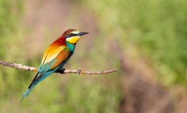 Avrupalı arı yiyici, merops apiaster. Bir sabah kuşu kuru bir dala oturur. Kuş, sabah güneşiyle güzelce aydınlatılır.