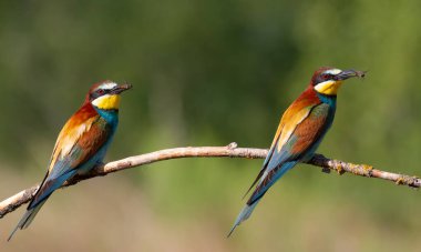 Avrupalı arı yiyici, merops apiaster. İki kuş bir dala oturur ve avlarını gagalarında tutarlar..