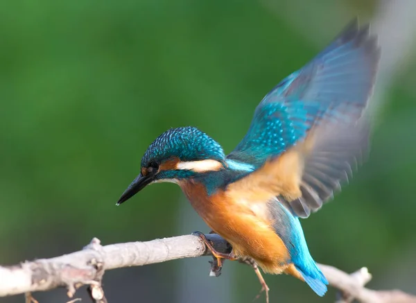 Ortak balıkçı, Alcedo bu işte. Kuş bir dala uçtu ve üzerine oturdu.
