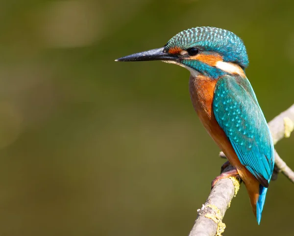 Vanlige Kungsfiskare Alcedo Det Här Fågeln Sitter Gren Ovanför Vattnet — Stockfoto