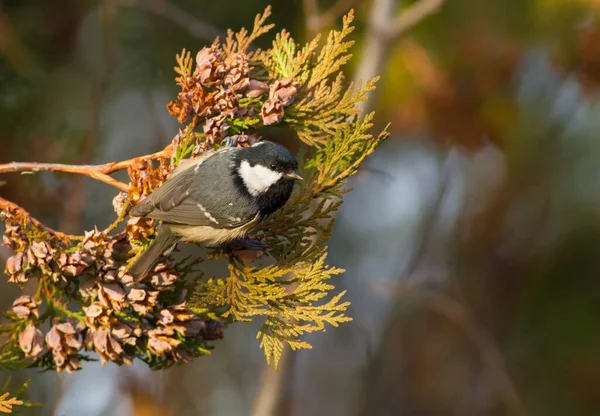 Coal Tit Periparus Ater Bird Moves Branches Thuja Eats Seeds — Stockfoto