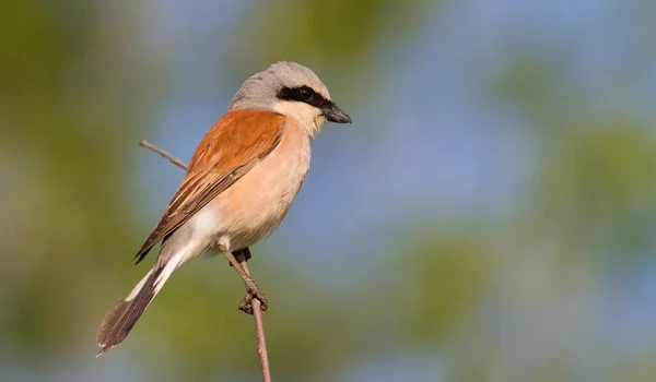 Kırmızı sırtlı örümcekkuşu, Lanius Collurio. Sabahın erken saatlerinde, erkek bir kuş ince bir dala oturur..