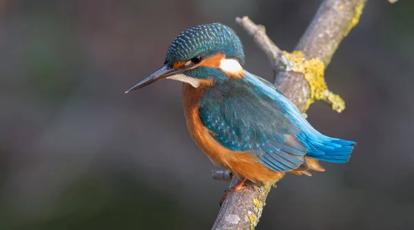 Ortak balıkçı, Alcedo bu işte. Kuş suyun üstünde bir dalda oturmuş balık bekliyor.