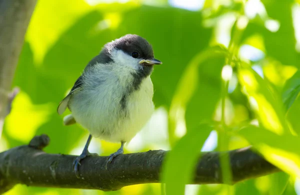 Bela Mama Major Parus Jovem Pássaro Sentado Galho — Fotografia de Stock