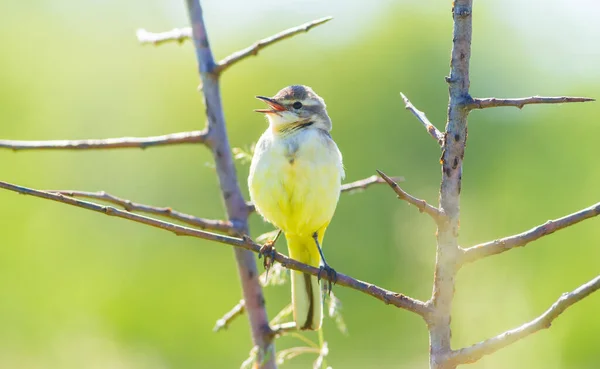 Western Yellow Wagtail Motacilla Flava Bird Sits Branch Sings — Stock Photo, Image