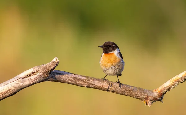 European Stonechat Saxicola Rubicola Brzy Ráno Pták Sedí Větvi — Stock fotografie