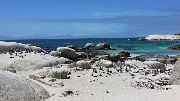 许多小企鹅在沙滩和石头上 碧绿的海洋 蓝色的天空 — 图库照片
