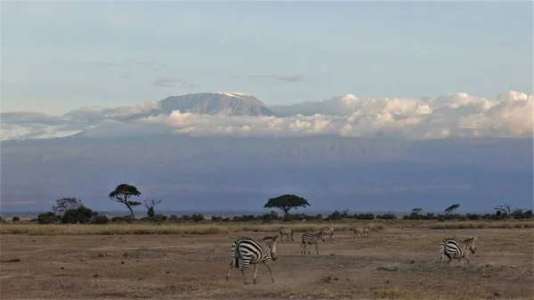 Mount Kilimanjaro. A snow-capped mountain peak rises above white clouds. Striped zebras run to the mountain along the dried dusty savannah.