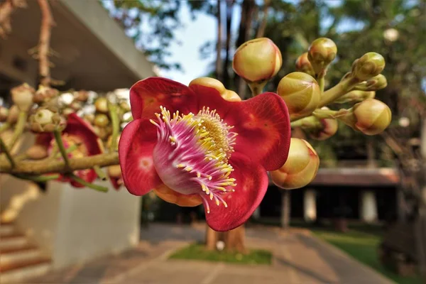 Niesamowicie Piękny Kwiat Drzewa Couroupita Guianensis Duże Jasnoróżowe Płatki Żółte — Zdjęcie stockowe