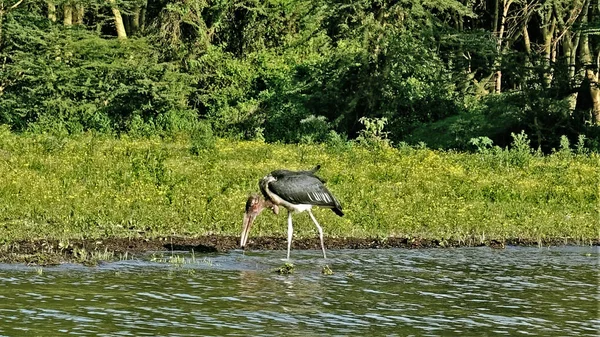 Kenyo Velký Pták Marabou Obchází Jezero Chytá Ryby Břehu Jasně — Stock fotografie