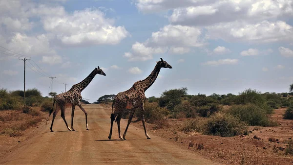 Kenia Zwei Anmutige Giraffen Überqueren Langsam Die Straße Giraffen Haben — Stockfoto