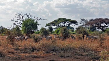 Afrika. Çizgili zebra sürüsü bozkırda otluyor. Çimler kuru, sarı. Yeşil ağaçlar ve çalılar. Bulutlu gökyüzü