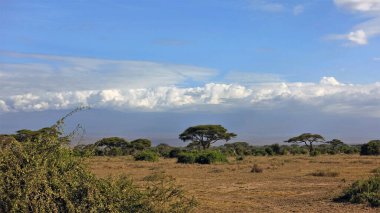 Kenya. Tipik Afrika manzarası. Savananın kuru otları, yeşil şemsiye akasyası. Mavi gökyüzünde güzel bulutlardan oluşan bir sırt.