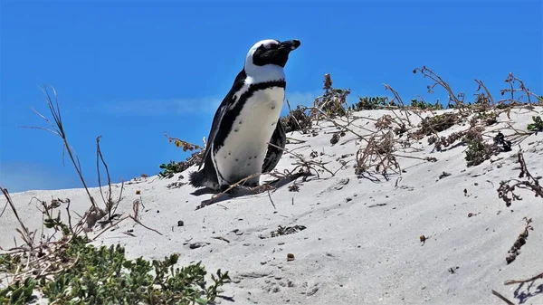 Fantastiska Sydafrikanska Svartfotade Pingvin Vacker Pingvin Med Svart Och Vitt — Stockfoto
