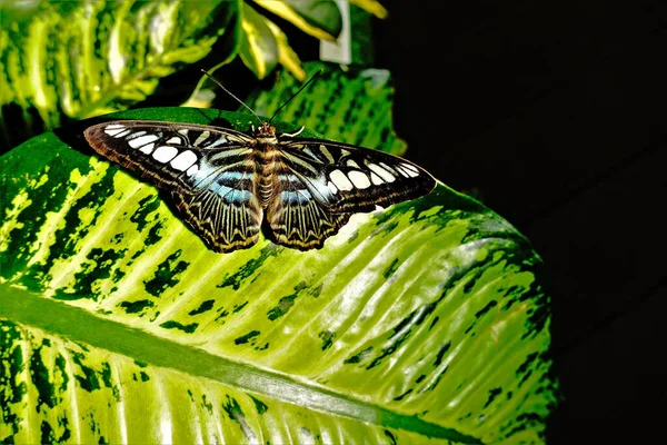 Een Prachtige Vlinder Rust Een Groot Groen Blad Van Een — Stockfoto