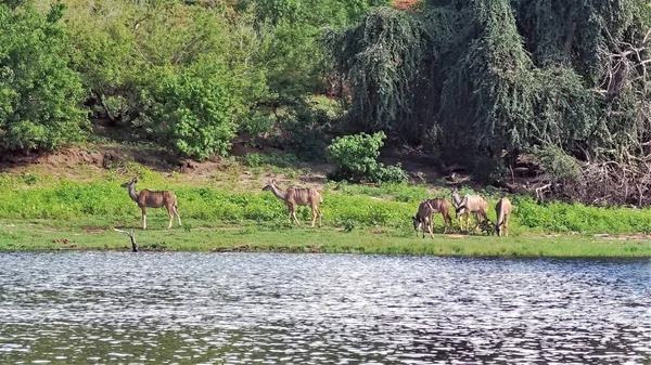 Groupe Belles Antilopes Kudu Paissent Calmement Sur Rive Botswana Autour — Photo