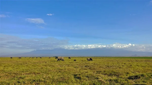 肯尼亚安博塞利公园的美丽全景 在草原的绿草上 许多大象吃草 大小不一 在远处 乞力马扎罗山 山峰被浓密的白云遮掩着 晴朗的蓝天 Idyll — 图库照片