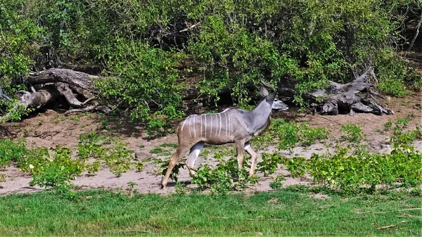 Eine Schöne Anmutige Kudu Antilope Mit Gestreifter Färbung Steht Auf — Stockfoto