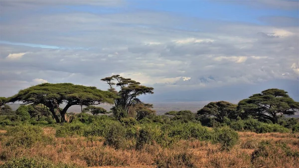 Hermosa Sabana Africana Verano Hierba Amarillenta Arbustos Verdes Acacias Paraguas — Foto de Stock