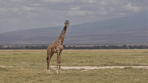 Lone Graceful Giraffe Stands Savannah Openwork Pattern Skin Long Neck — Stock Photo, Image