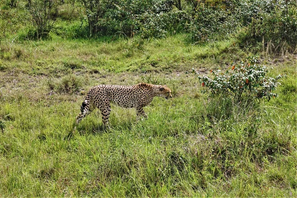 Kenia Tierwelt Ein Anmutiger Gepard Spaziert Durch Das Grüne Gras — Stockfoto