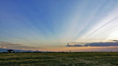 Kenya 'da güzel bir gün batımı. Uçsuz bucaksız savana çimlerle kaplıdır. Ufukta Kilimanjaro 'nun ayağı olan şemsiye akasya siluetleri var. Güneş ışınları gökyüzünü turuncu bir yelpaze gibi boyadı. Uzakta alçak bulutlar.