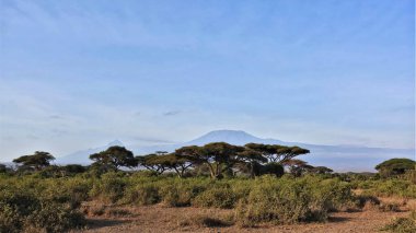 Meşhur Kilimanjaro, Kenya. Savana çimlerle kaplıdır; şemsiye asfalar büyür. Arka planlarında güzel Kilimanjaro Dağı yükseliyor. Gökyüzü temiz, dağ açıkça görülüyor..