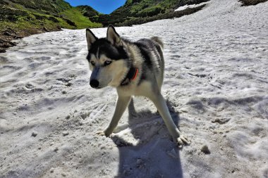 Güzel bir köpek alp çayırlarında oynar. Yaz güneşli bir gün. Dağlar, çiçek açan bitkilerle, yeşil otlarla kaplıdır. Erimiş kardan oluşan bir adada mavi gözlü, siyah beyaz tüylü, yumuşak tüylü bir Husky vardır. Mutluluk ve neşe.