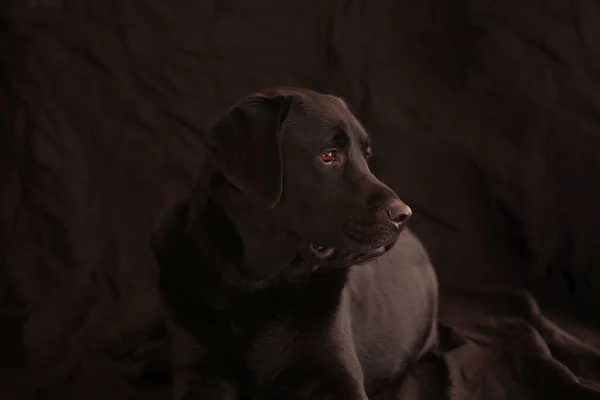 Siyah arka planda Kara Labrador Retriever köpeği