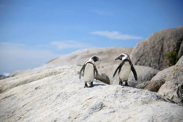 Två Förälskade Pingviner Tittar Varandra Stående Klippa Vid Havet Med — Stockfoto