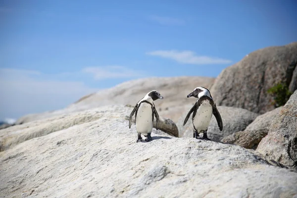 Birbirini seven iki penguen birbirine bakıyor. Arka planda mavi gökyüzü olan bir kayanın üzerinde duruyorlar.