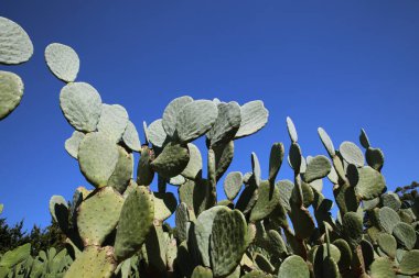 Arka planda mavi gökyüzü olan kaktüs / kaktüs