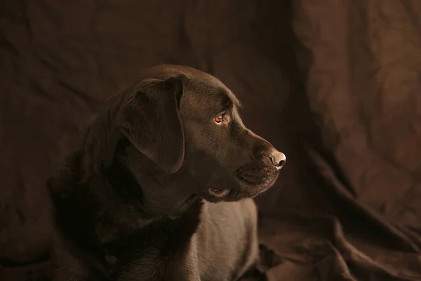 Siyah arka planda Kara Labrador Retriever köpeği