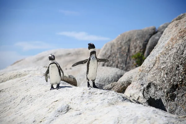 Birbirini seven iki penguen birbirine bakıyor. Arka planda mavi gökyüzü olan bir kayanın üzerinde duruyorlar.