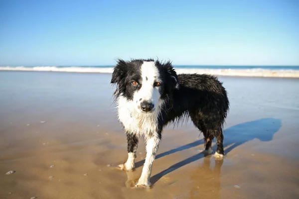 Border collie dogs playing at the beach sand in the waves with blue sky's and white foam.
