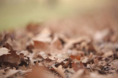 Ağaçtan düşen kurumuş yapraklar sonbaharda bir ağacın altında, kışa doğru uzanıyorlar..